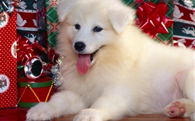 白狗，圣诞 高清壁纸