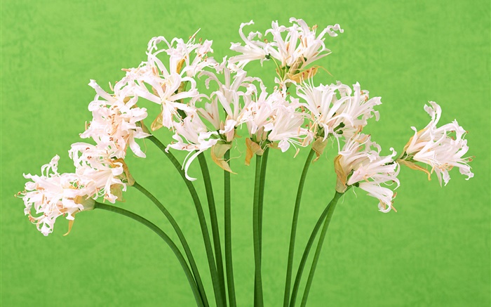 白色的花，花束，绿色背景 壁纸 图片