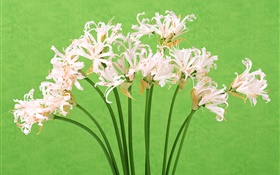 白色的花，花束，绿色背景