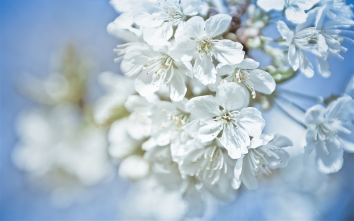 白色的花朵，树枝，背景虚化 壁纸 图片