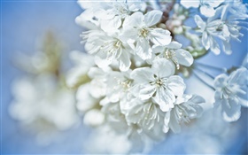 白色的花朵，树枝，背景虚化 高清壁纸