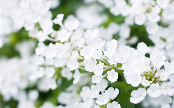 白色的小花朵，背景虚化，春天 壁纸 图片