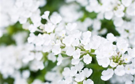 白色的小花朵，背景虚化，春天 高清壁纸