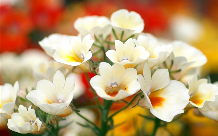 白色花瓣的花朵，背景虚化 壁纸 图片