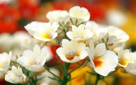 白色花瓣的花朵，背景虚化