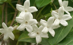白色花瓣的花朵的特写