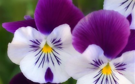 白紫色的花瓣，蝴蝶兰特写 高清壁纸