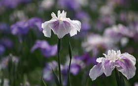 白紫色花瓣的花朵，背景虚化 高清壁纸