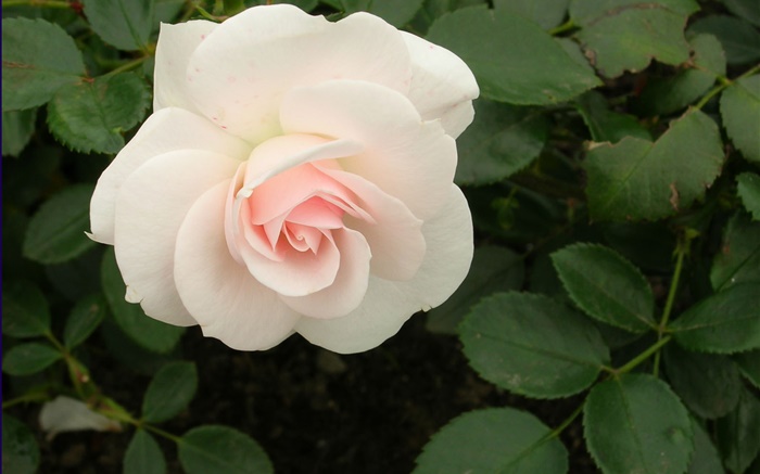 白玫瑰的花 壁纸 图片