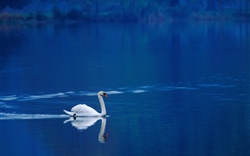在湖中白天鹅
