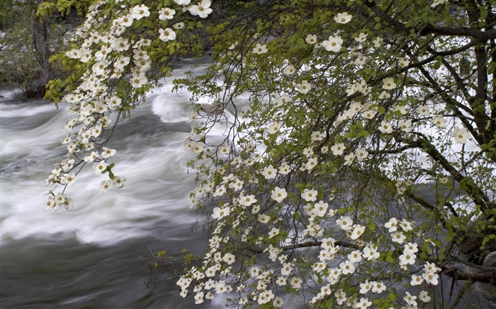白色的野花，河，自然风光 壁纸 图片