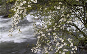 白色的野花，河，自然风光