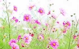 野花，粉红色科斯米亚花 高清壁纸
