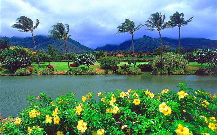 风，树，花，山，云，夏威夷，美国 壁纸 图片