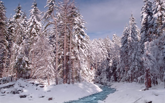 冬季，森林，树木，厚厚的积雪，河流 壁纸 图片