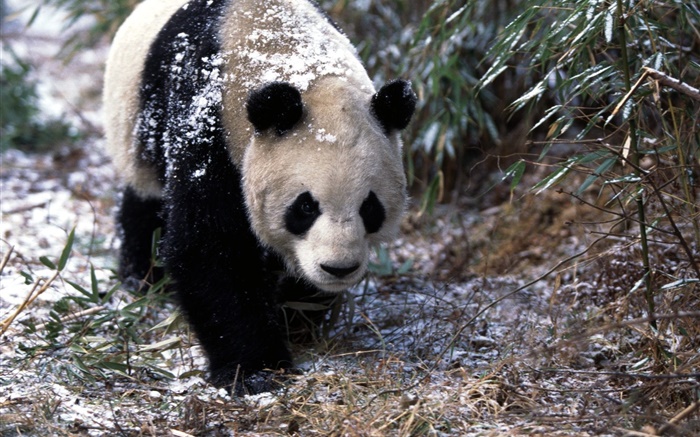 冬天，熊猫，步行 壁纸 图片