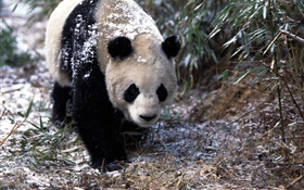 冬天，熊猫，步行 高清壁纸
