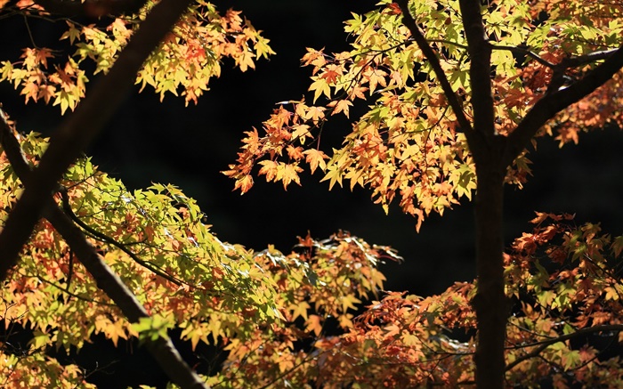 黄色和绿色的树叶，枫树，阳光，秋天 壁纸 图片