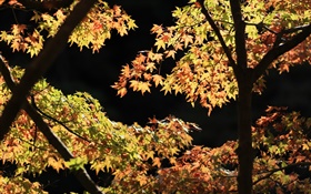 黄色和绿色的树叶，枫树，阳光，秋天