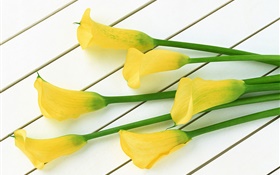 黄色马蹄莲花朵 高清壁纸