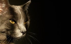 黄色的眼睛猫脸，黑色的背景 高清壁纸