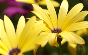 黄色的花瓣微距摄影
