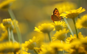 黄色的花朵，蝴蝶，模糊背景