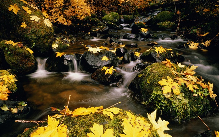 黄叶，石头，小溪 壁纸 图片