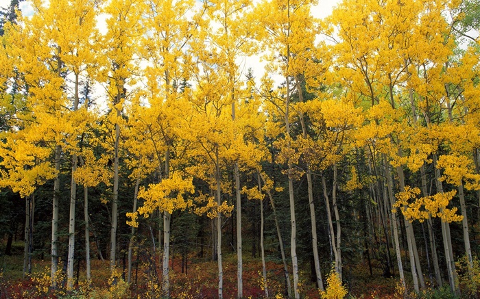 黄色的树叶，树木，森林，秋天 壁纸 图片