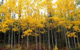 黄色的树叶，树木，森林，秋天 高清壁纸