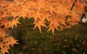黄枫树叶，树枝，秋 高清壁纸