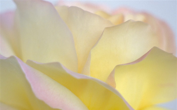 黄玫瑰花瓣特写 壁纸 图片