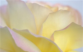 黄玫瑰花瓣特写 高清壁纸