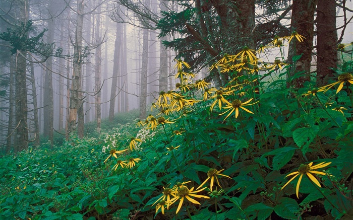 在森林中的黄色的野花 壁纸 图片
