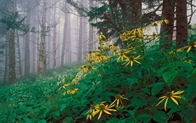 在森林中的黄色的野花 高清壁纸