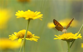 黄色野花，昆虫，蝴蝶 高清壁纸