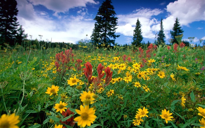 黄色的野花，自然，云彩 壁纸 图片