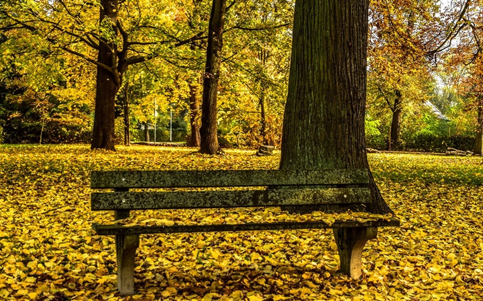 秋天，公园，长椅，树木，黄叶地 壁纸 图片