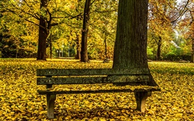 秋天，公园，长椅，树木，黄叶地 高清壁纸