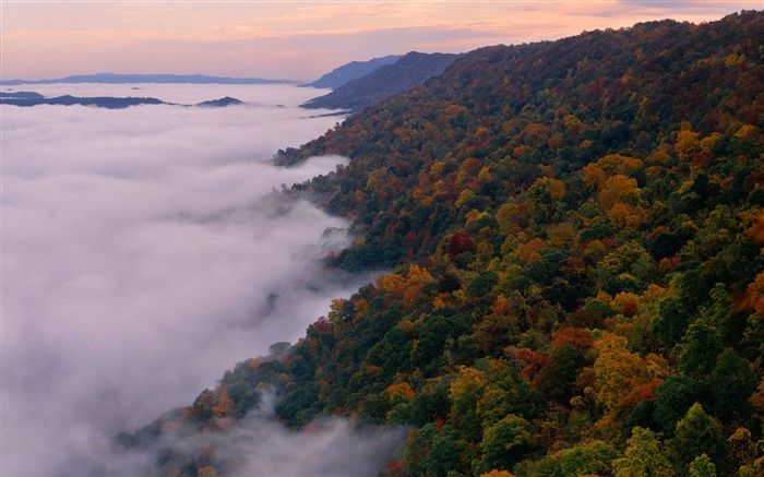 美丽的自然景观，山，树，秋季，雾，黎明 壁纸 图片