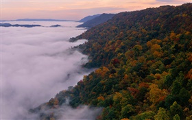 美丽的自然景观，山，树，秋季，雾，黎明
