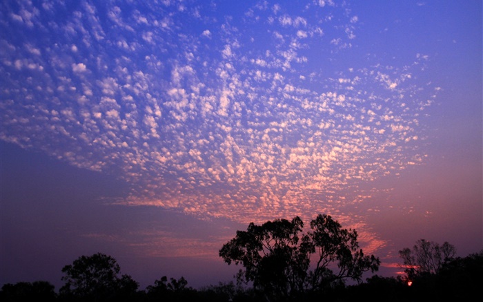 美丽的夕阳，天空，云，树剪影 壁纸 图片
