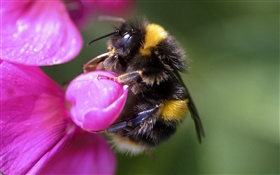 蜜蜂特写，昆虫，粉红色的花 高清壁纸