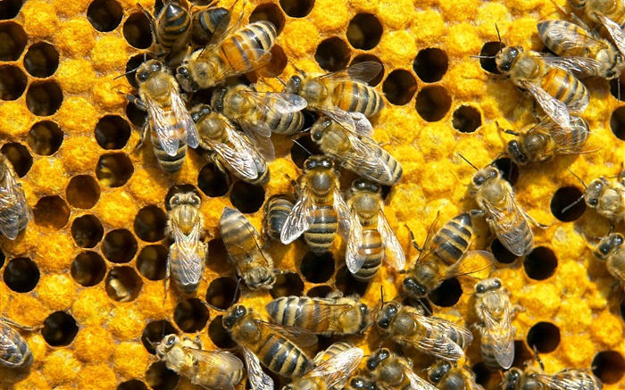 蜜蜂，蜂巢 壁纸 图片