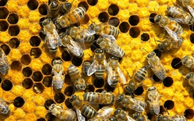 蜜蜂，蜂巢 高清壁纸
