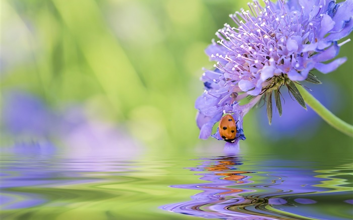 蓝花，瓢虫，水，反射 壁纸 图片