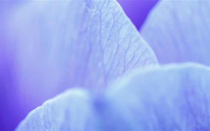 蓝花瓣微距摄影 壁纸 图片