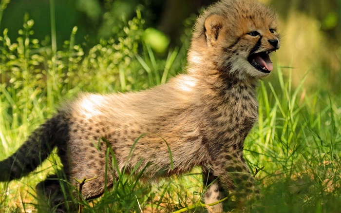 猎豹幼崽，婴儿，草 壁纸 图片