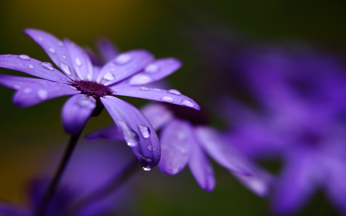 瓜叶菊，紫色的花，花瓣，水滴 壁纸 图片