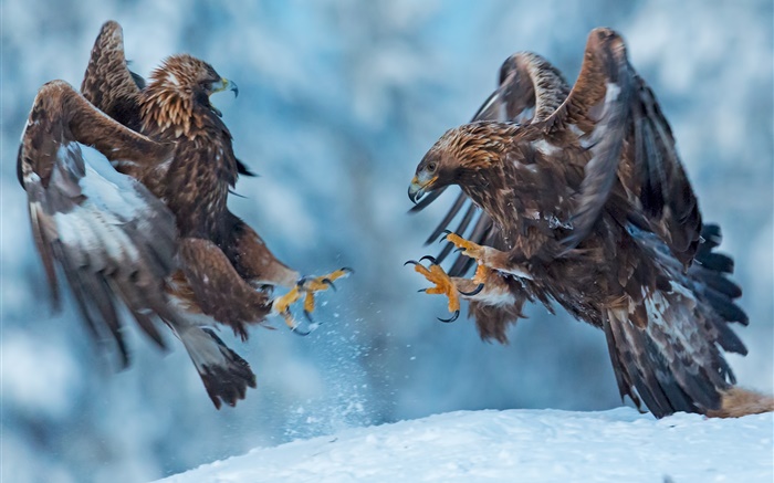 鹰，两只鸟，雪，冬天 壁纸 图片